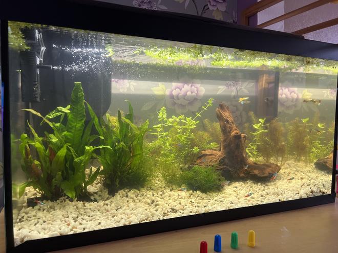 25 gallons planted tank (mostly live plants and fish) - My planted tank, 2 weeks old after taking a 4 year gap between tanks