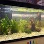 25 gallons planted tank (mostly live plants and fish) - My planted tank, 2 weeks old after taking a 4 year gap between tanks