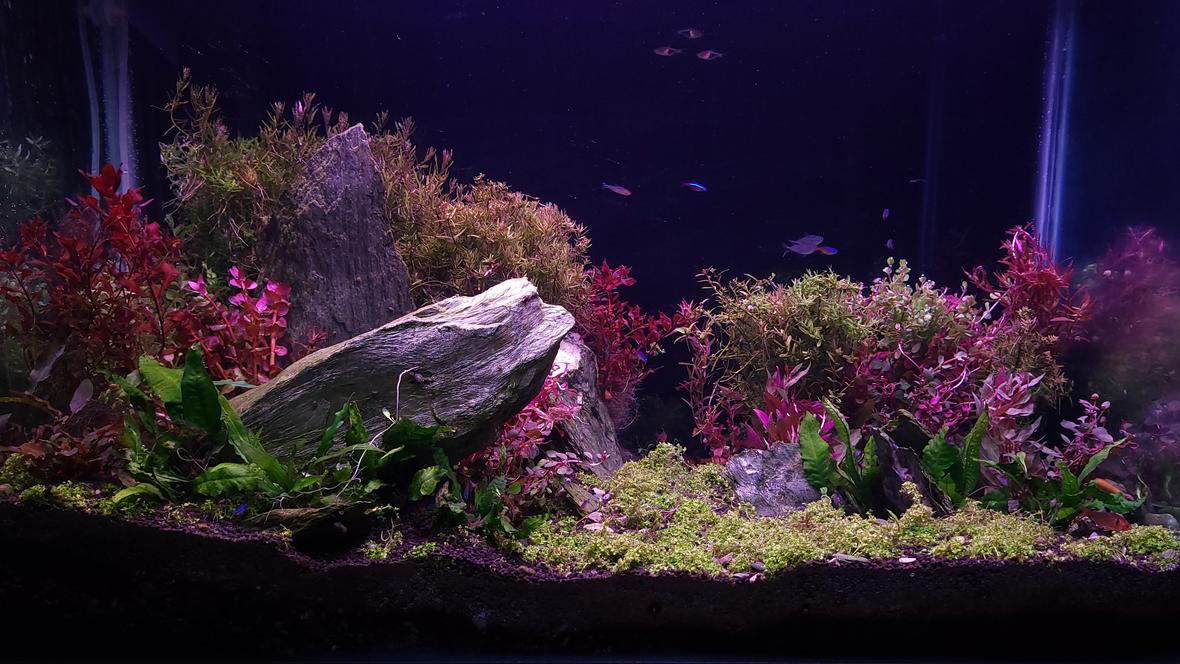 56 gallons planted tank (mostly live plants and fish) - Mixed style aquascape.