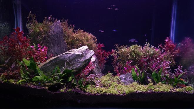 56 gallons planted tank (mostly live plants and fish) - Mixed style aquascape.