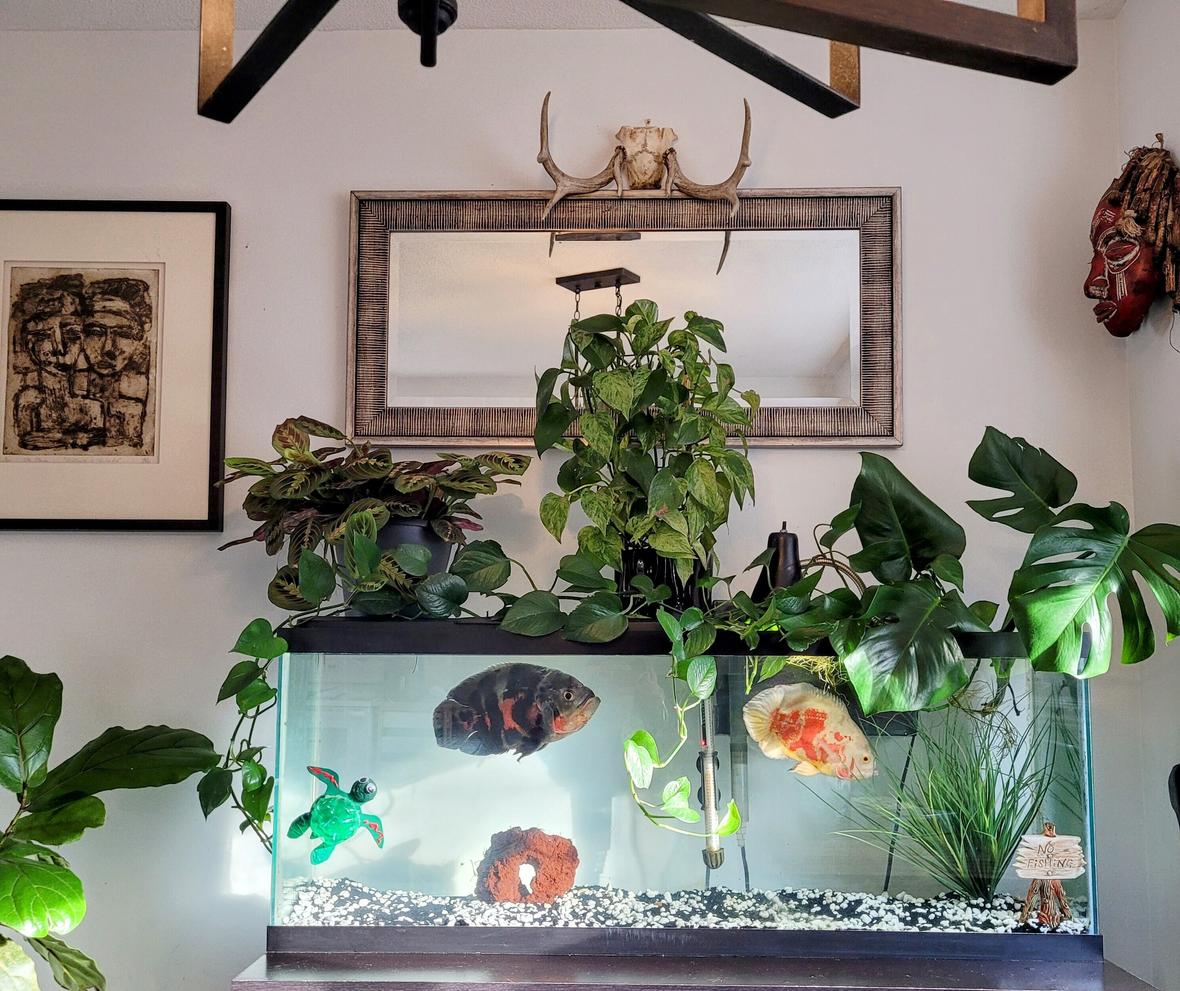 freshwater fish stocking in 100 gallons tank - My girls