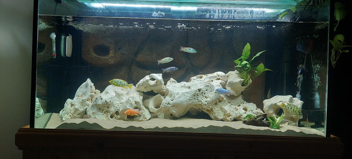 freshwater fish stocking in 120 gallons tank - My tank