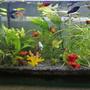 20 gallons planted tank (mostly live plants and fish) - Aquascape By AquaDeVida