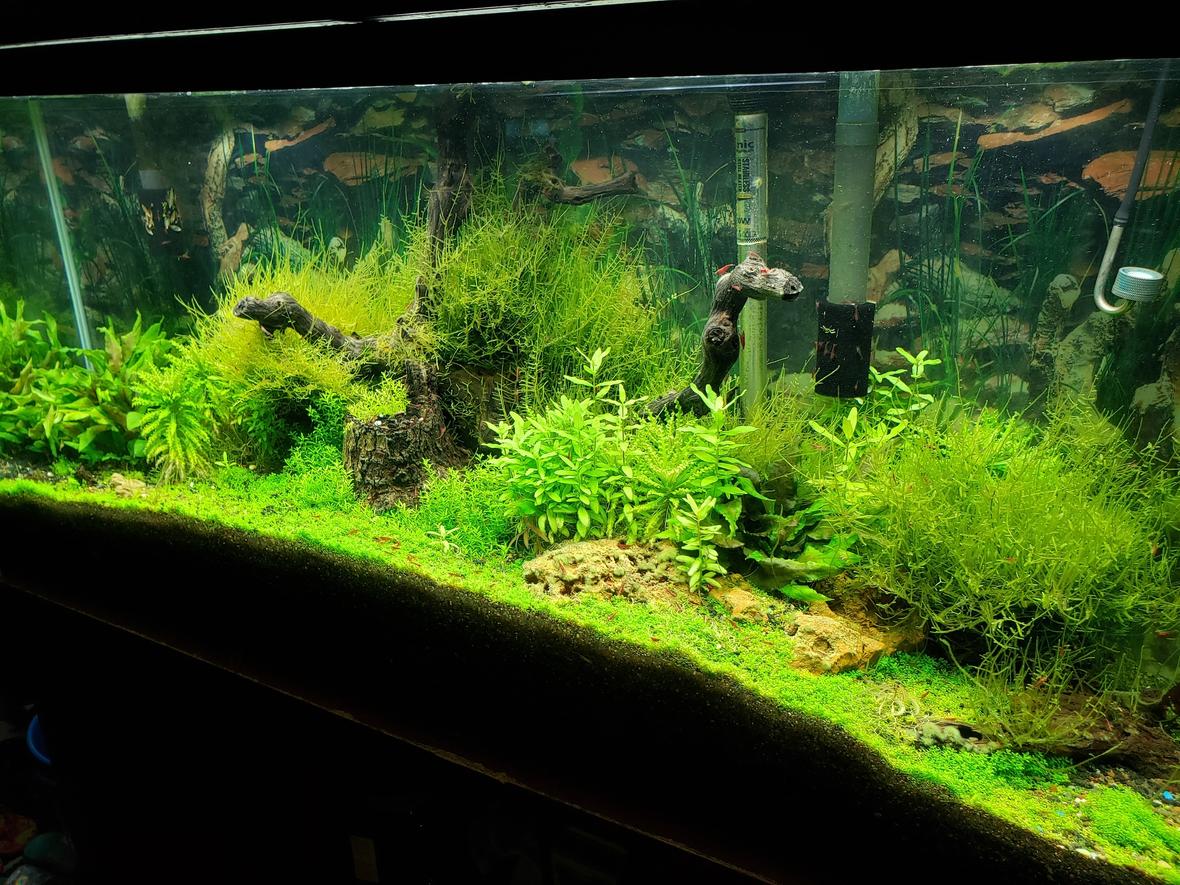 55 gallons planted tank (mostly live plants and fish) - 55 gallon fully planted tank with Co2 and fertilized regularly. houses hundreds of freshwater shrimp
