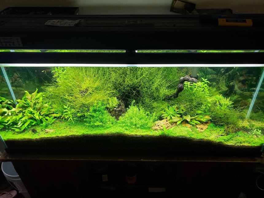 Rated #3: Freshwater Fish Stocking In 55 Gallons Tank - 55 gallon planted tank with ferts and Co2.