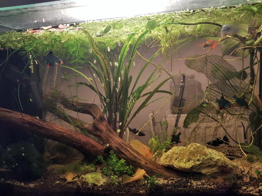 Rated #21: 30 Gallons Planted Tank - My first fish tank