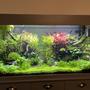 55 gallons planted tank (mostly live plants and fish) - First ever aquascape 10 weeks in!