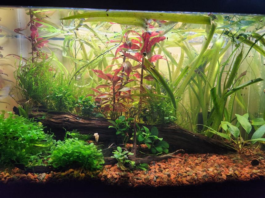Rated #20: 75 Gallons Planted Tank - My 20gallon front view.