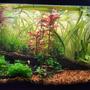 75 gallons planted tank (mostly live plants and fish) - My 20gallon front view.