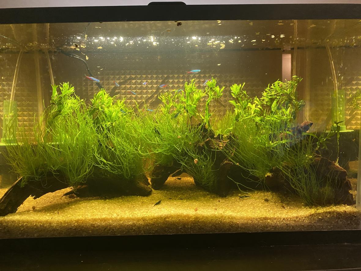10 gallons planted tank (mostly live plants and fish) - My little aquatic ecosystem