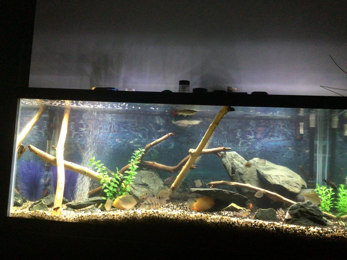 75 gallons freshwater fish tank (mostly fish and non-living decorations) - American Cichlids