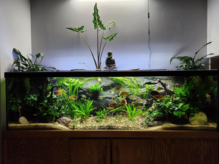 Rated #7: 125 Gallons Planted Tank - My 125 gallon planted community project - July 2023