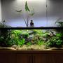 125 gallons planted tank (mostly live plants and fish) - My 125 gallon planted community project - July 2023