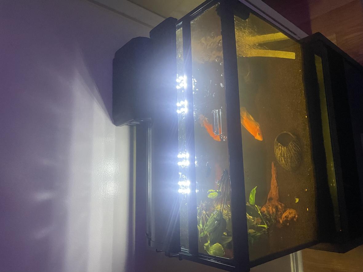 20 gallons freshwater fish tank (mostly fish and non-living decorations) - Is this good enough for a parrot cichlid