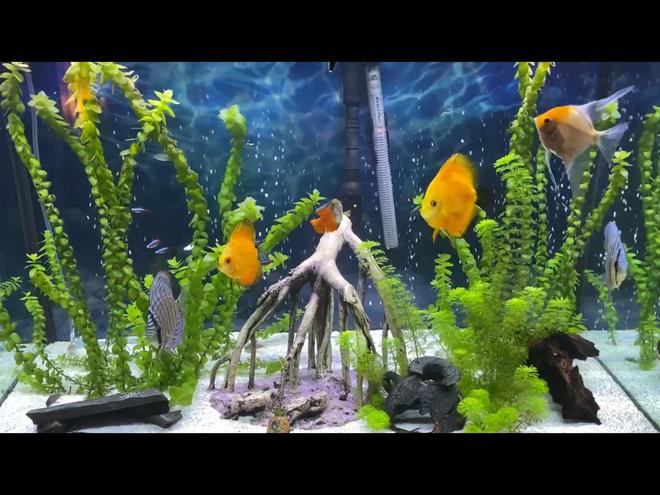 freshwater fish stocking in 66 gallons tank - P