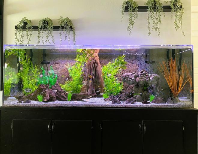 180 gallons freshwater fish tank (mostly fish and non-living decorations) - 180