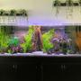 fish tank picture - 180