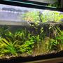 29 gallons planted tank (mostly live plants and fish) - Heavily Planted 29 Gallon with many emersed plants on. Driftwood