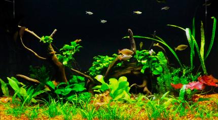 55 gallons planted tank (mostly live plants and fish) - 55 gallon acrylic tank