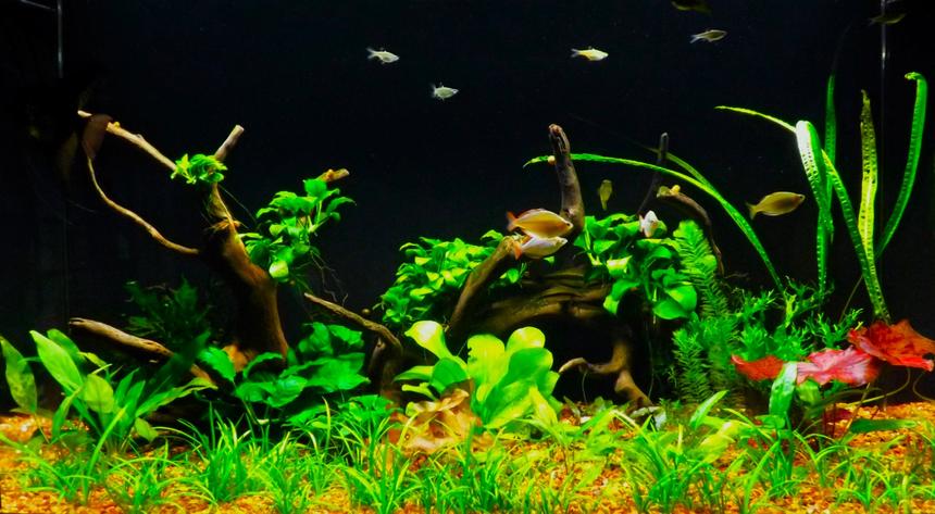 Rated #1: 55 Gallons Planted Tank - 55 gallon acrylic tank