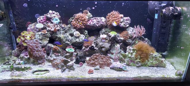 46 gallons reef tank (mostly live coral and fish) - 40 breeder mixed reef