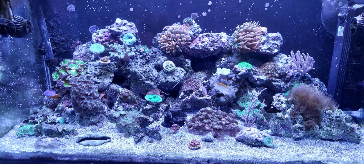 46 gallons reef tank (mostly live coral and fish) - 40 breeder mixed reef