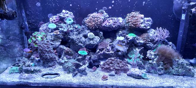 46 gallons reef tank (mostly live coral and fish) - 40 breeder mixed reef