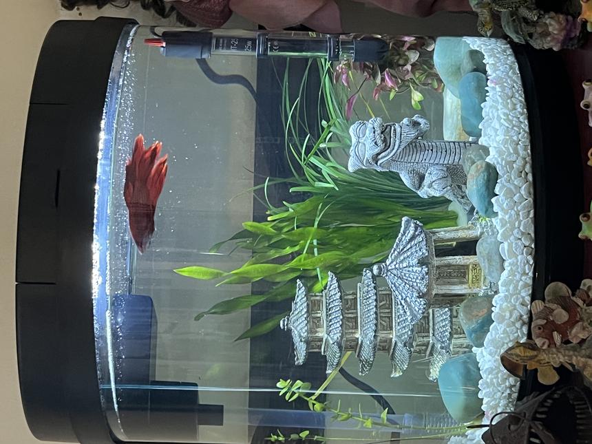 Rated #35: 4 Gallons Planted Tank - Live plant oriental theme betta tank