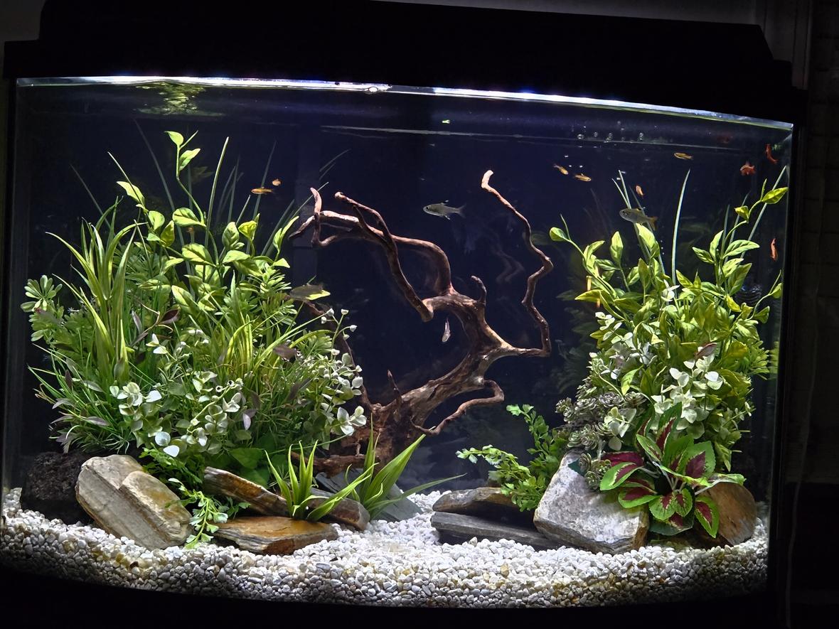 36 gallons freshwater fish tank (mostly fish and non-living decorations) - I get lost in this world every day!