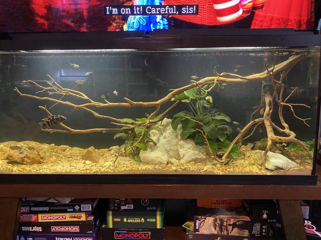 55 gallons planted tank (mostly live plants and fish) - Tetras mild Powerhead for river style current