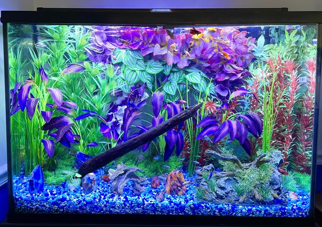 45 gallons freshwater fish tank (mostly fish and non-living decorations) - Steve's Family Fish Tank