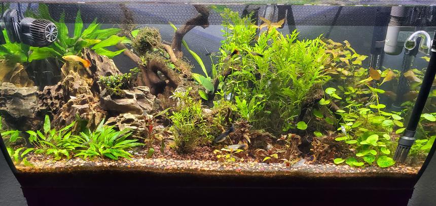 Rated #2: 32 Gallons Planted Tank - 32 gal flex with Aio removed