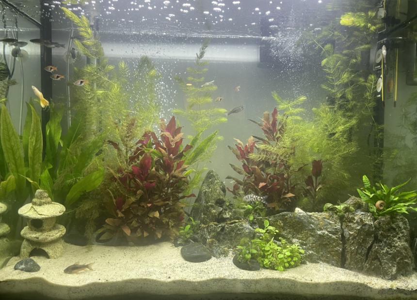 Rated #31: 40 Gallons Planted Tank - 40 gallon tank. All live plants. Fish and lots of hidden rainbow shrimp, ghost shrimp and bamboo shrimp.