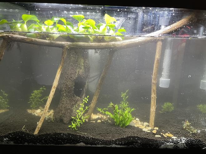 20 gallons planted tank (mostly live plants and fish) - Please give me some advice if you think this isn't good the plan is to put 1betta 1 pleco and about 5-10 fancy shrimp once the plants settle in