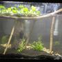 20 gallons planted tank (mostly live plants and fish) - Please give me some advice if you think this isn't good the plan is to put 1betta 1 pleco and about 5-10 fancy shrimp once the plants settle in