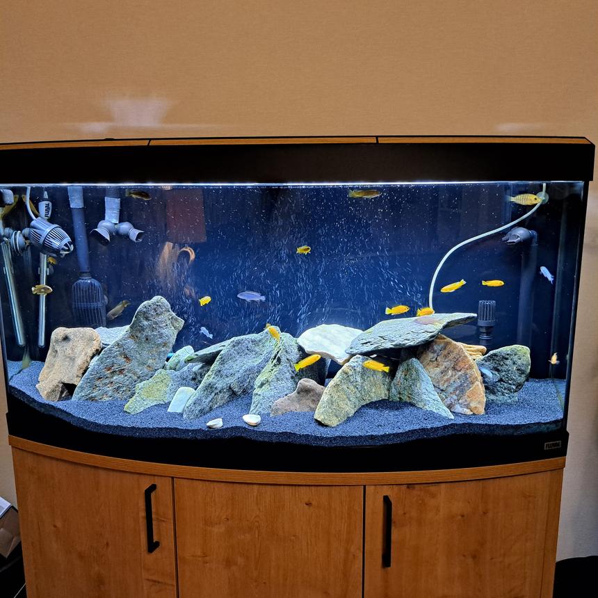 Rated #9: Freshwater Fish Stocking In 23 Gallons Tank - Mbuna tank