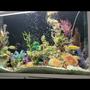 125 gallons freshwater fish tank (mostly fish and non-living decorations) - 125gal fresh water cichlid tank