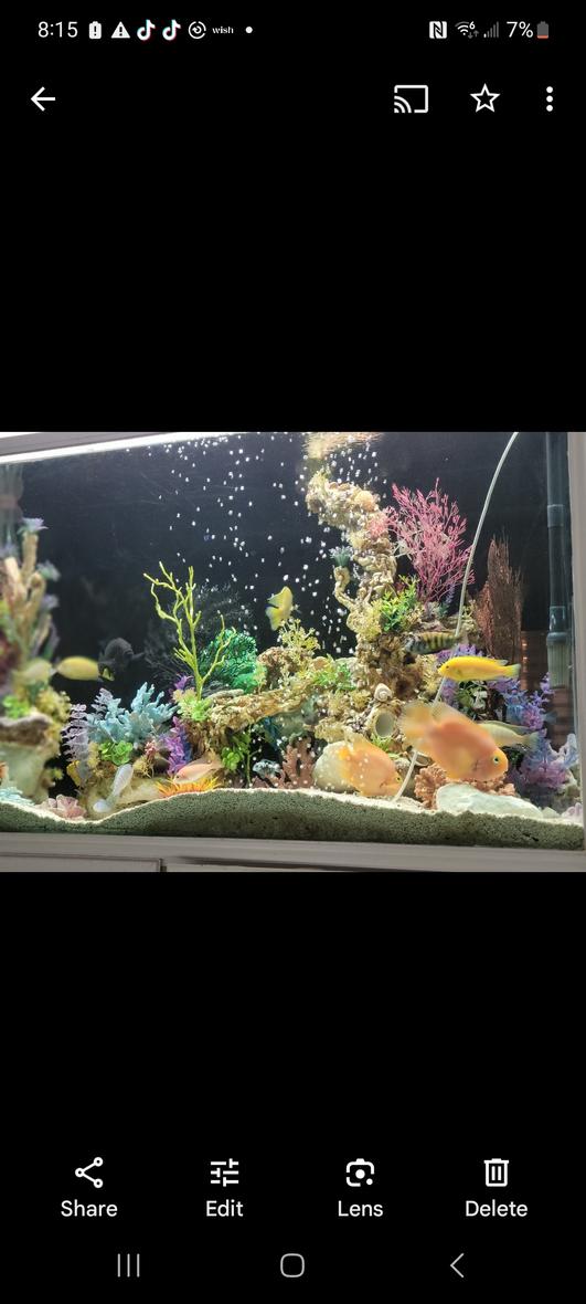 125 gallons freshwater fish tank (mostly fish and non-living decorations) - 125gal fresh water cichlid tank