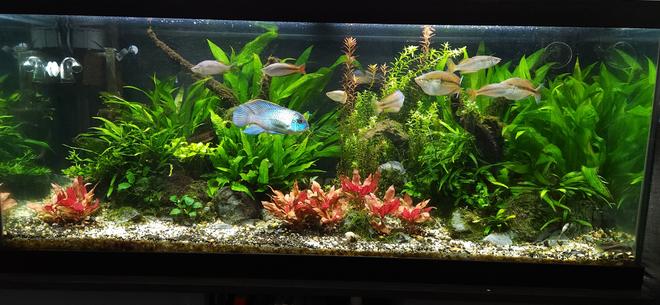 75 gallons planted tank (mostly live plants and fish) - 75 gallon rainbow and acara tank