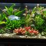 75 gallons planted tank (mostly live plants and fish) - 75 gallon rainbow and acara tank