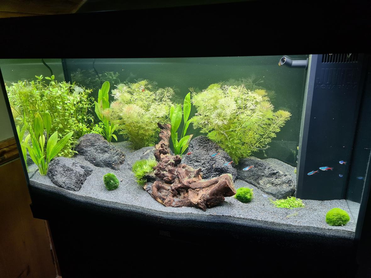 25 gallons planted tank (mostly live plants and fish) - My new Planted Freshwater Aquarium, only one month old.