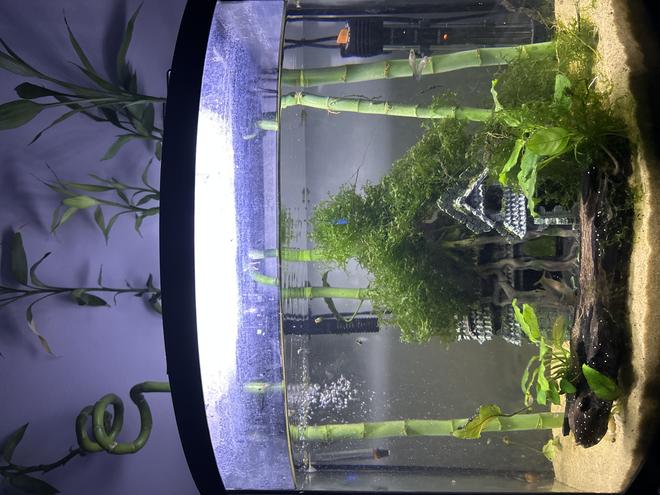 25 gallons planted tank (mostly live plants and fish) - "The Forest Temple"