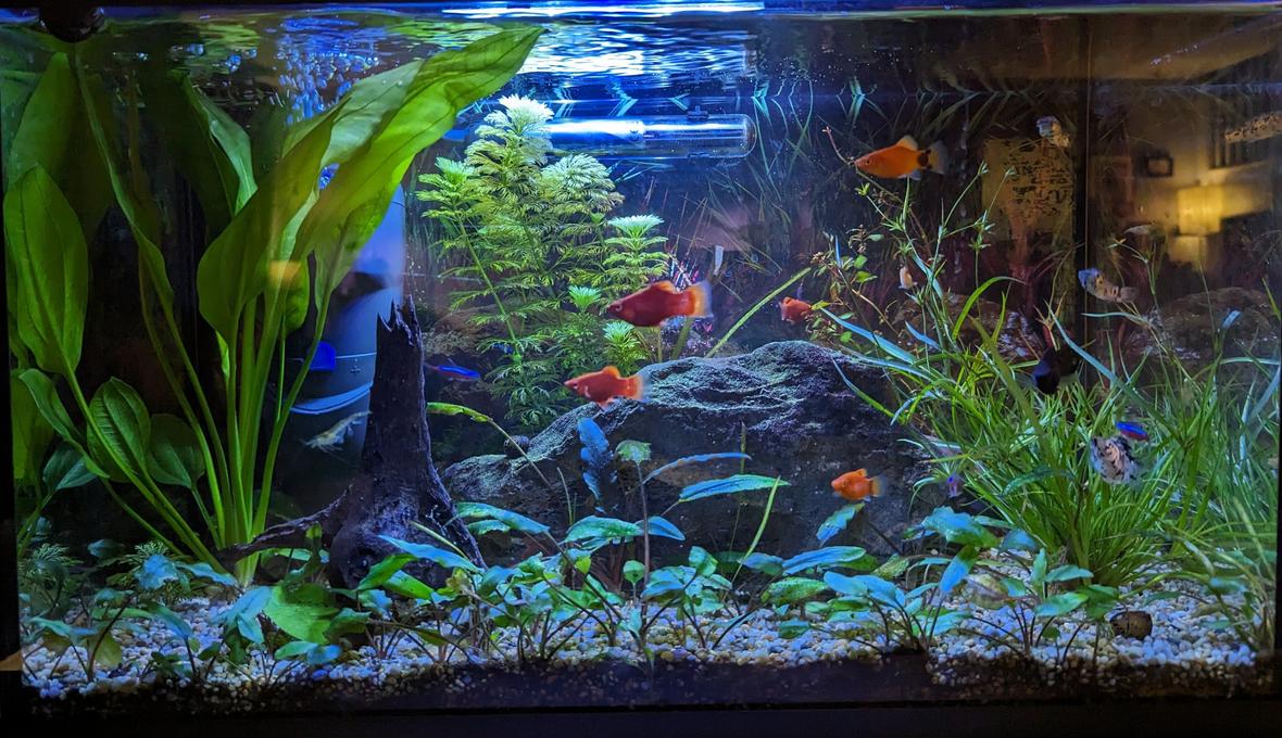 10 gallons planted tank (mostly live plants and fish) - I like it