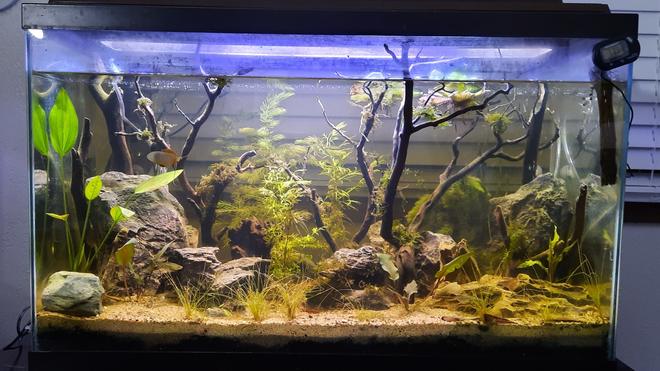 30 gallons planted tank (mostly live plants and fish) - November 6th 2023
