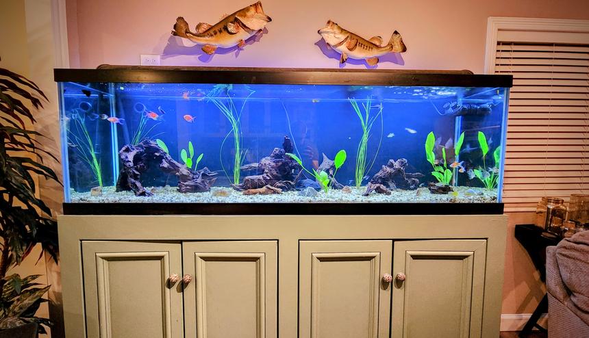 Rated #24: 125 Gallons Planted Tank - 125-gallon freshwater aquarium with vibrant purple teak driftwood, lush Amazon sword plants, and towering giant hair-grass. Decorated with unique rocks sourced from Arkansas. Home to a diverse community of fish spanning multiple generations.