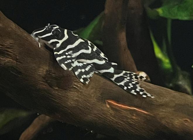 freshwater fish stocking in 130 gallons tank - Mega Clown Pleco