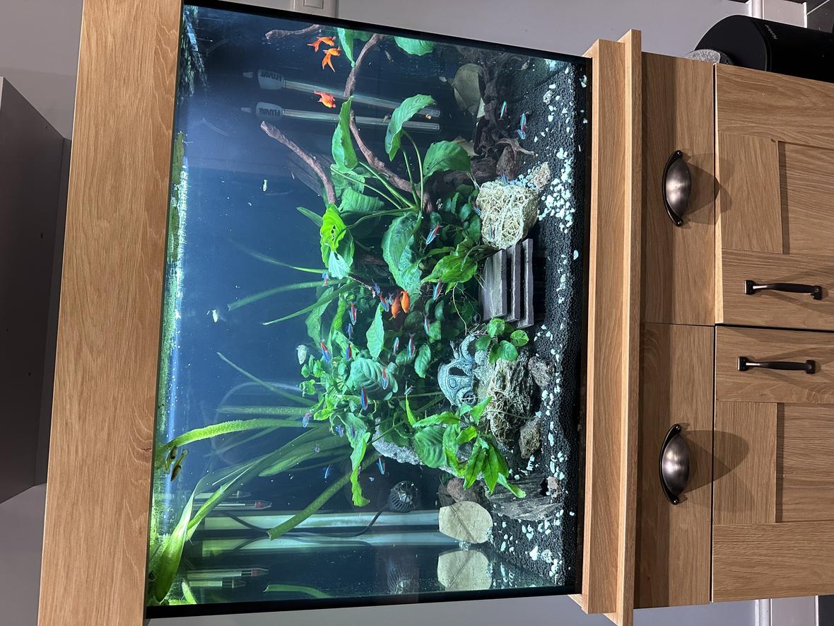 37 gallons planted tank (mostly live plants and fish) - Latest photo