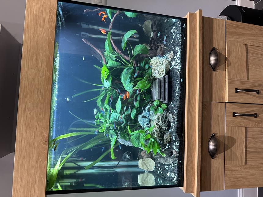 Rated #28: 37 Gallons Planted Tank - Latest photo