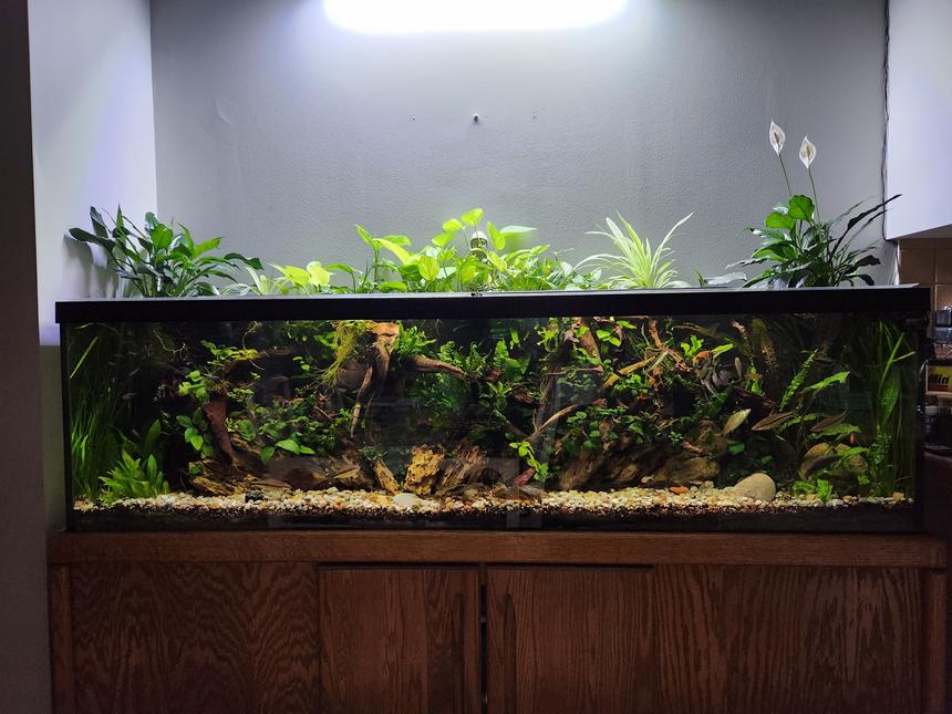 Rated #2: Freshwater Fish Stocking In 125 Gallons Tank - Recaped the 125g with a hardscape focus. Added more driftwood and dragon stone. - December 2023