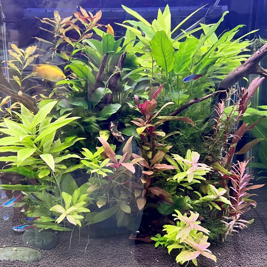 Rated #4: 21 Gallons Planted Tank - Freshwater planted tank